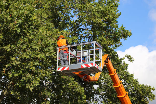 Trusted Kayenta, AZ Tree Removal and Landscaping Services Experts